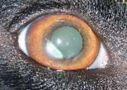 ophthalmologie-stromalehornhautdystrophiepauli.jpg ophthalmologie-stromalehornhautdystrophiepauli.jpg