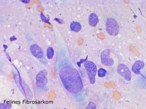 zytologie_fsa_katze_hirschberger_2016_.jpg zytologie_fsa_katze_hirschberger_2016_.jpg