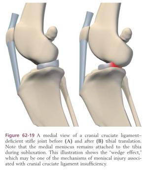 Meniscusläsion nach cranialem KBR (Tobias & Johnston, 2012) Meniscusläsion nach cranialem KBR (Tobias & Johnston, 2012)