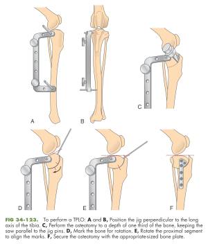 TPLO - Schema (Fossum, 2013) TPLO - Schema (Fossum, 2013)