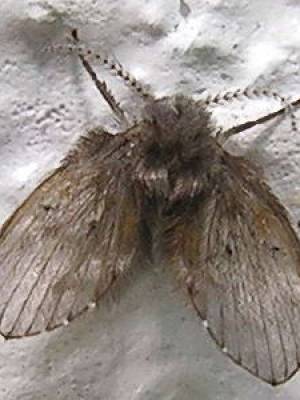 Schmetterlingsmücke Schmetterlingsmücke