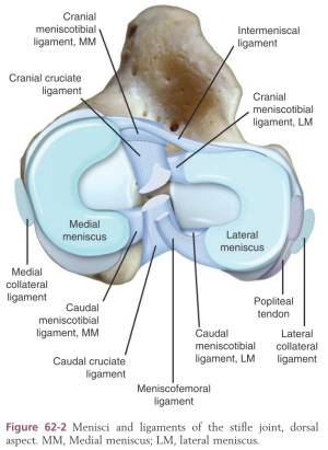 kniegelenksanatomie_-_meniscus_und_baender_tobias_johnston_2012_.jpg kniegelenksanatomie_-_meniscus_und_baender_tobias_johnston_2012_.jpg