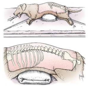 neurochirurgie_-_lagerung_hemilaminektomie_tobias_2012_.jpg neurochirurgie_-_lagerung_hemilaminektomie_tobias_2012_.jpg