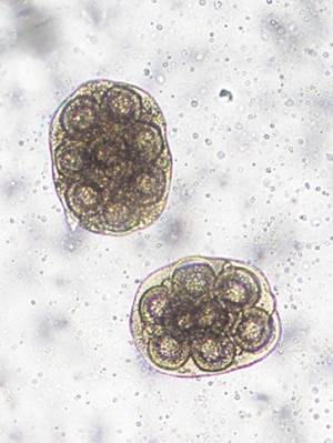 parasiten_dipylidium_caninum_pritt_2016_2_.jpg parasiten_dipylidium_caninum_pritt_2016_2_.jpg