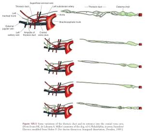 ductus_thoracicus_anatomie_1_tobias_johnston_2012_.jpg ductus_thoracicus_anatomie_1_tobias_johnston_2012_.jpg