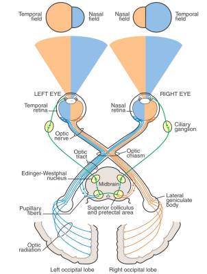 ophthalmologie_-_sehnervenbahnung_maggs_et_al._2008_.jpg ophthalmologie_-_sehnervenbahnung_maggs_et_al._2008_.jpg