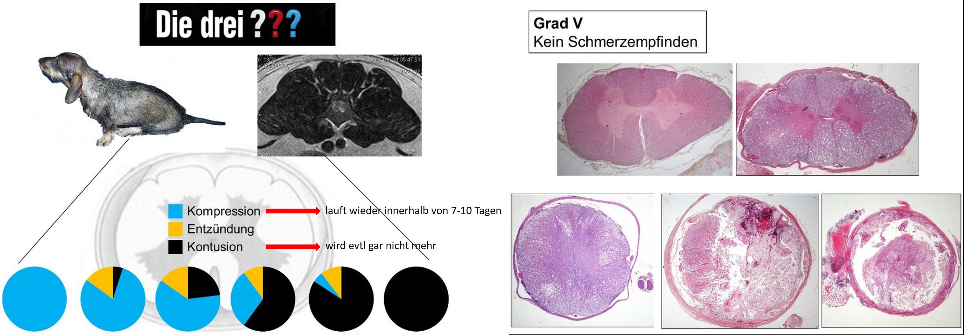 Prognose BSV (Forterre, 2021) Prognose BSV (Forterre, 2021)