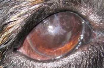 ophthalmologie-hundkcspigmentierung.jpg ophthalmologie-hundkcspigmentierung.jpg