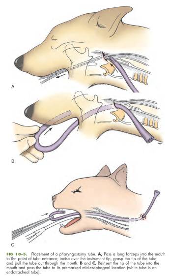 op_-_nasenschlund-sonde_fossum_2012_.jpg op_-_nasenschlund-sonde_fossum_2012_.jpg