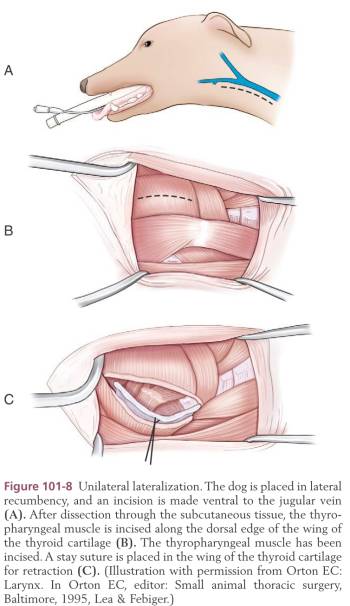 op_lateralisation_zugang_tobias_johnston_2012_.jpg op_lateralisation_zugang_tobias_johnston_2012_.jpg
