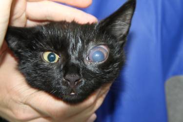 Glaukom Katze Glaukom Katze