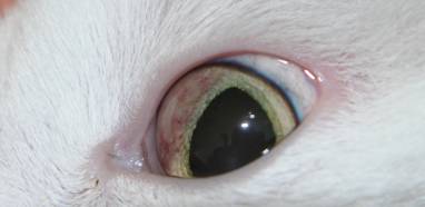 ophthalmologie-lymphomirisktz.jpg ophthalmologie-lymphomirisktz.jpg