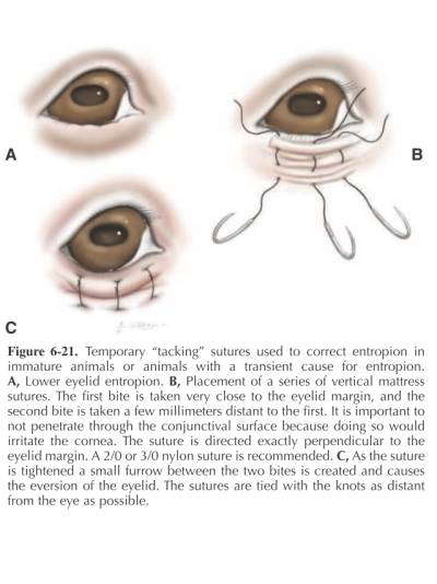 ophthalmologie_op_-_temporaer_entropium_maggs_et_al._2008_.jpg ophthalmologie_op_-_temporaer_entropium_maggs_et_al._2008_.jpg
