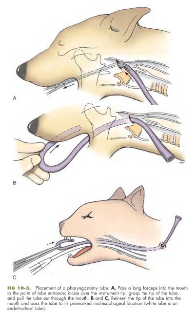 op_-_nasenschlund-sonde_fossum_2012_.jpg op_-_nasenschlund-sonde_fossum_2012_.jpg