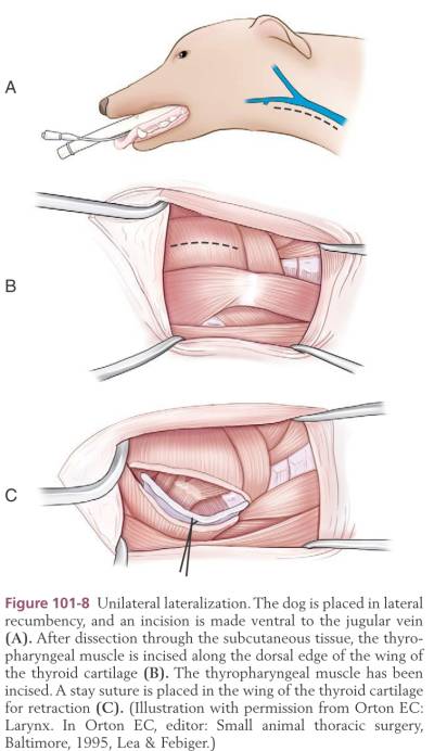 op_lateralisation_zugang_tobias_johnston_2012_.jpg op_lateralisation_zugang_tobias_johnston_2012_.jpg