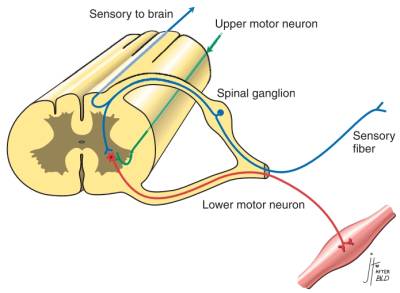 neurologie_-_reflexbogen_sharp_wheeler_2005_.jpg neurologie_-_reflexbogen_sharp_wheeler_2005_.jpg