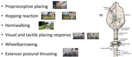 neurologie_-_haltungs-_und_stellreaktionen_esavs_2018_.jpg neurologie_-_haltungs-_und_stellreaktionen_esavs_2018_.jpg