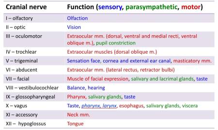 neurologie_-_kopfnervenfunktion_esavs_2018_.jpg neurologie_-_kopfnervenfunktion_esavs_2018_.jpg