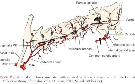 neurochirurgie_-_blutversorgung_hws_tobias_2012_.jpg neurochirurgie_-_blutversorgung_hws_tobias_2012_.jpg