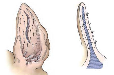 op_-_othaematom_op_standard_fossum_2013_.jpg op_-_othaematom_op_standard_fossum_2013_.jpg
