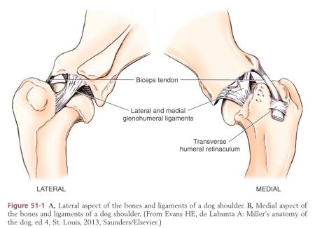 anatomie_-_schultergelenk_tobias_johnston_2012_.jpg anatomie_-_schultergelenk_tobias_johnston_2012_.jpg