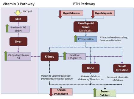 labor_calziumhaushalt.jpg labor_calziumhaushalt.jpg