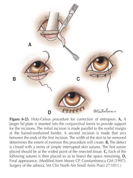 ophthalmologie_op_-_entropium_hotz-celsus_maggs_et_al._2008_.jpg ophthalmologie_op_-_entropium_hotz-celsus_maggs_et_al._2008_.jpg