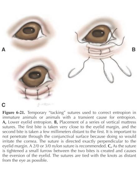 ophthalmologie_op_-_temporaer_entropium_maggs_et_al._2008_.jpg ophthalmologie_op_-_temporaer_entropium_maggs_et_al._2008_.jpg