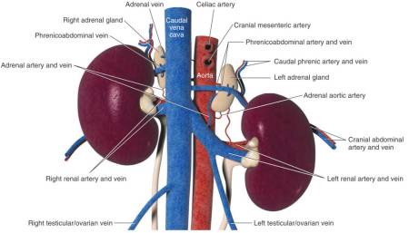 anatomie_-_nebennieren_blutgefaessversorgung_tobias_johnston_2012_.jpg anatomie_-_nebennieren_blutgefaessversorgung_tobias_johnston_2012_.jpg