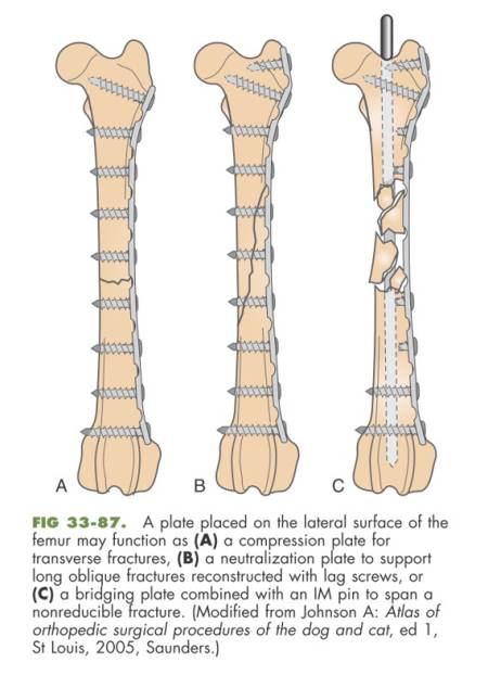 op_-_femurfraktur_-_diaphysenfraktur_-_kompressions-_neutralisations-_ueberbrueckungsplatte_fossum_2013_.jpg op_-_femurfraktur_-_diaphysenfraktur_-_kompressions-_neutralisations-_ueberbrueckungsplatte_fossum_2013_.jpg
