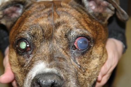 Glaukom Hund Glaukom Hund
