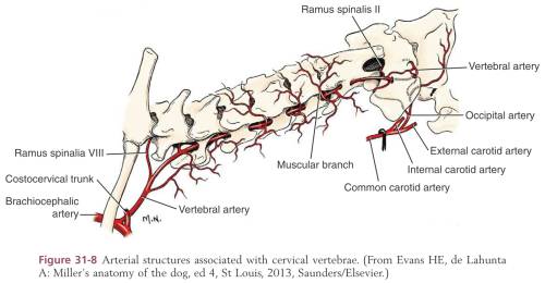 neurochirurgie_-_blutversorgung_hws_tobias_2012_.jpg neurochirurgie_-_blutversorgung_hws_tobias_2012_.jpg