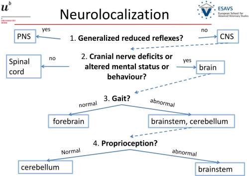 neurologie_-_neurolokalisation_schema_esavs_2018_.jpg neurologie_-_neurolokalisation_schema_esavs_2018_.jpg