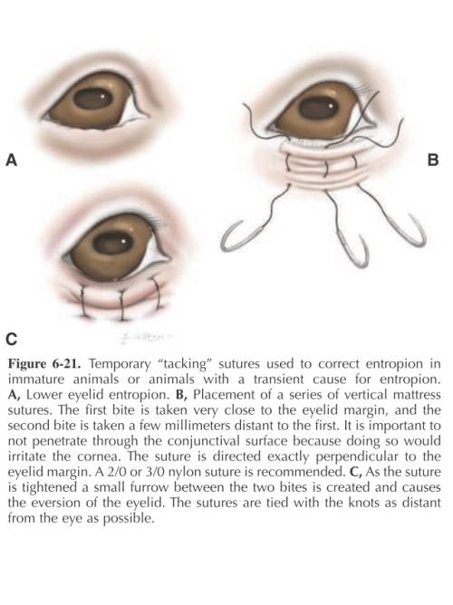 ophthalmologie_op_-_temporaer_entropium_maggs_et_al._2008_.jpg ophthalmologie_op_-_temporaer_entropium_maggs_et_al._2008_.jpg