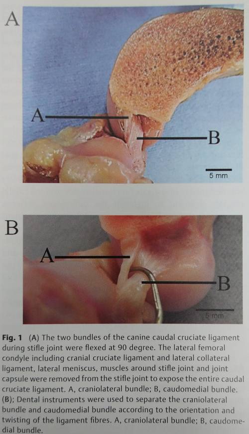 anatomie-kran.kreuzband.jpg anatomie-kran.kreuzband.jpg