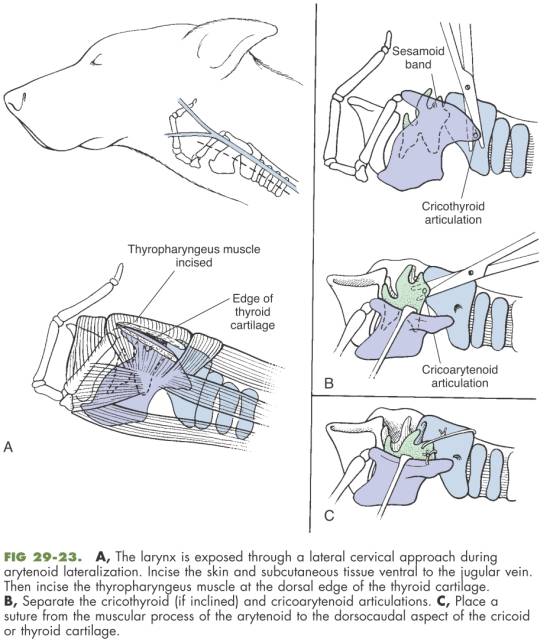 op_lateralisation_technik_fossum_2013_.jpg op_lateralisation_technik_fossum_2013_.jpg
