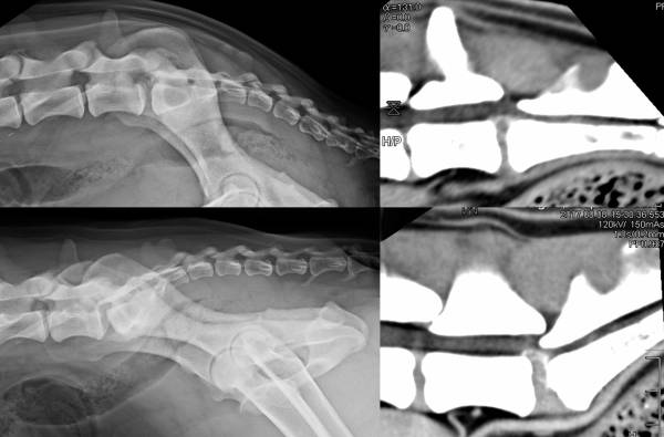 orthopaedie_-_teleskoping_m2_2018_.jpg orthopaedie_-_teleskoping_m2_2018_.jpg