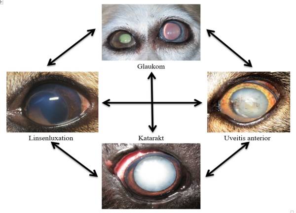 ophthalmologie_-_glaukom_linsenluxation_katarakt_uveitis_anterior_m2_2018_.jpg ophthalmologie_-_glaukom_linsenluxation_katarakt_uveitis_anterior_m2_2018_.jpg