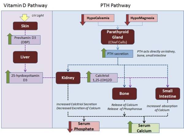 labor_calziumhaushalt.jpg labor_calziumhaushalt.jpg