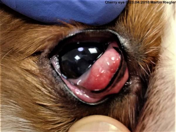 ophthalmologie_-_cherry_eye_m2_2018_.jpg ophthalmologie_-_cherry_eye_m2_2018_.jpg
