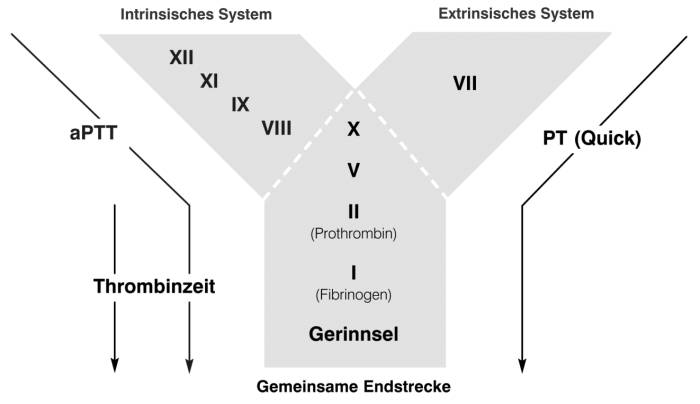 blut_-_gerinnung_intrinisch_und_extrinsisch_idexx_2008_.jpg blut_-_gerinnung_intrinisch_und_extrinsisch_idexx_2008_.jpg