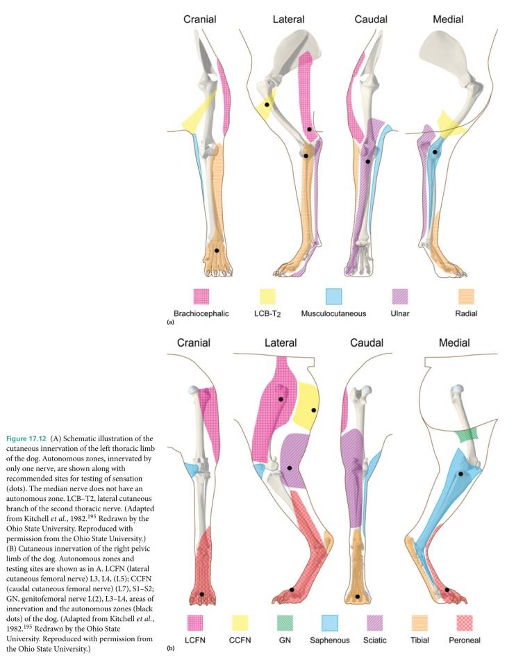 neurologie_-_sensible_invervation_extremitaeten_dewey_costa_2016_.jpg neurologie_-_sensible_invervation_extremitaeten_dewey_costa_2016_.jpg