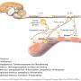 neurologie_-_blaseninnervation_tobias_2012_.jpg