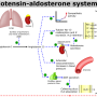 renin-angiotensin-aldosteron-system-raas.png