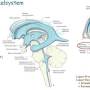 neurologie_-_ventrikelsystem_quizlet.com_2018_.jpg
