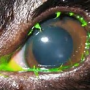 ophthalmologie-distichienpauli.png