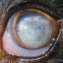 ophthalmologie-hornhautdegenerationpauli.png