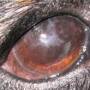 ophthalmologie-hundkcspigmentierung.jpg