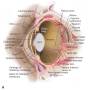 ophthalmologie_-_antatomie_auge_maggs_et_al._2008_.jpg
