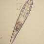 parasiten_-_demodex_wikipedia_.jpg